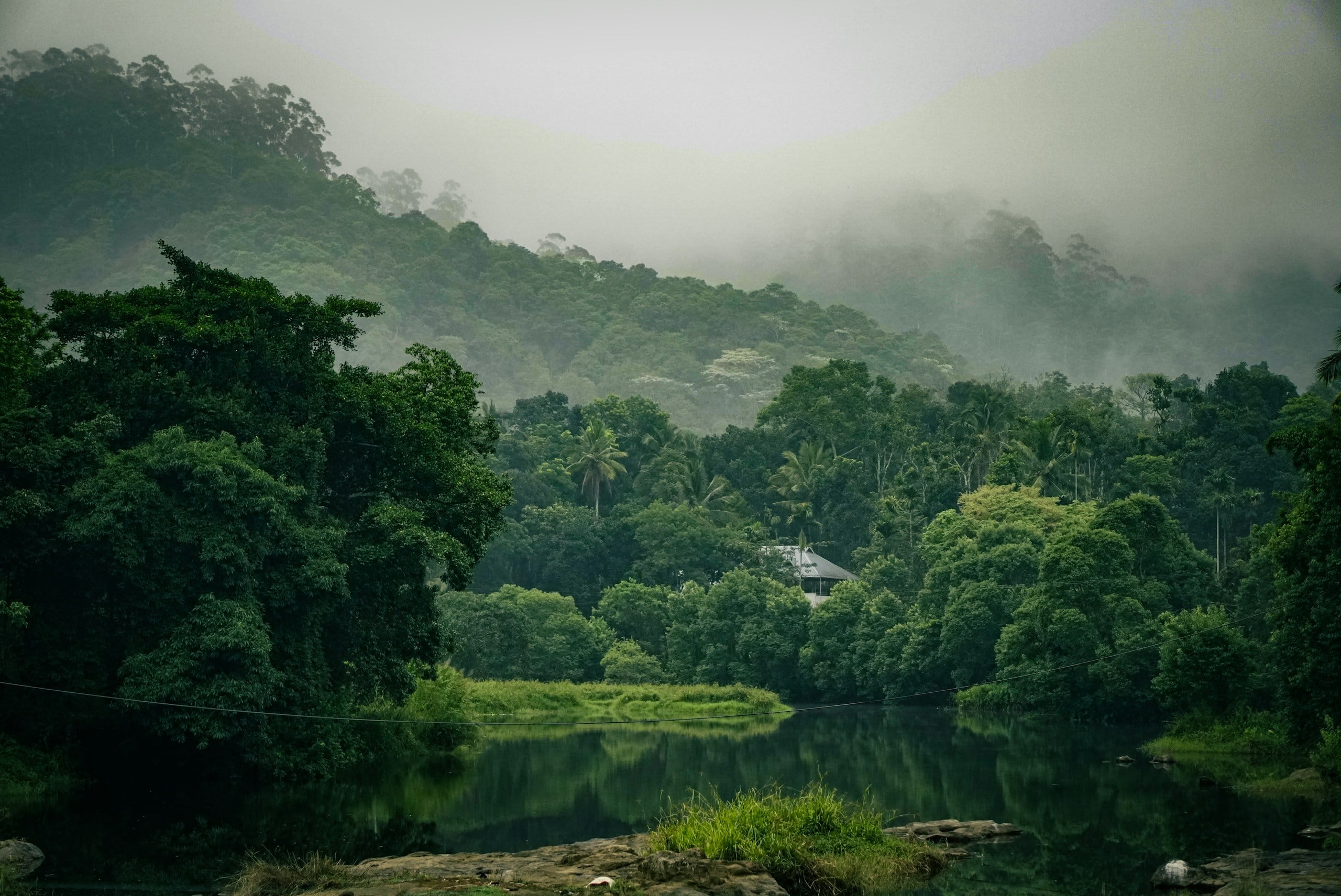 A still lake fringed by dense green forest under mist