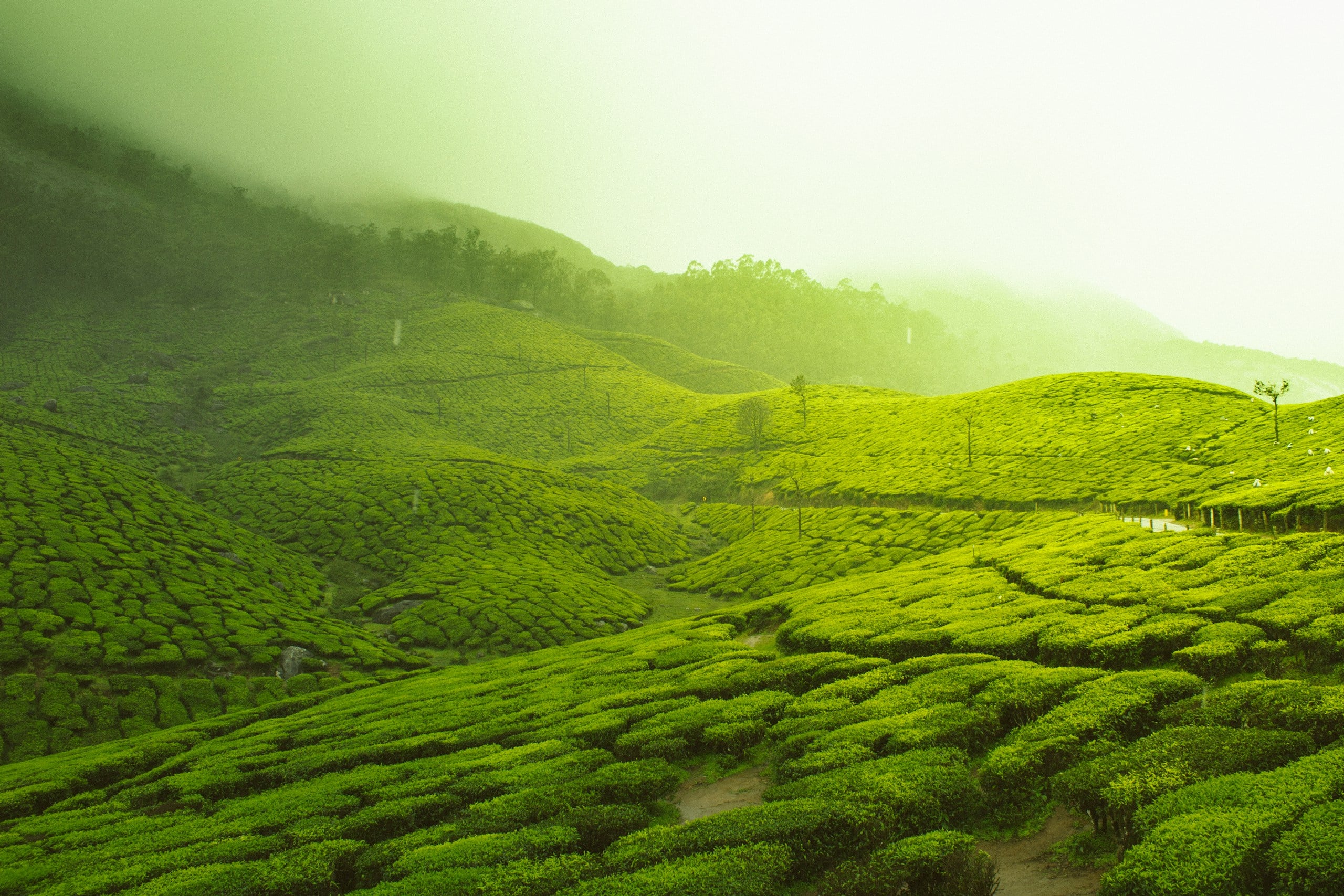 Misty tea gardens on the rolling hills of Munnar
