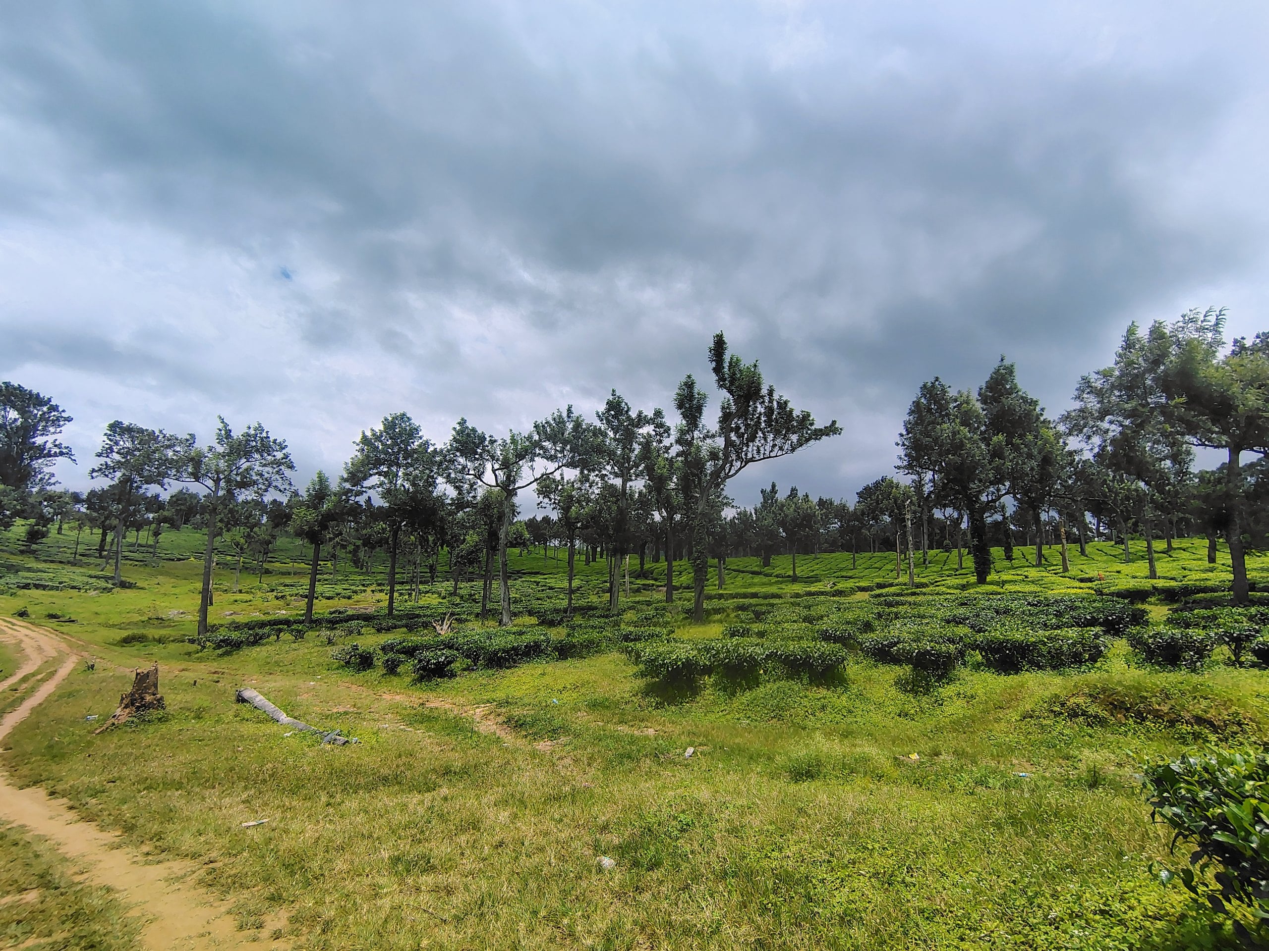 Rows of tea bushes under shade trees on a plantation at Pooppara