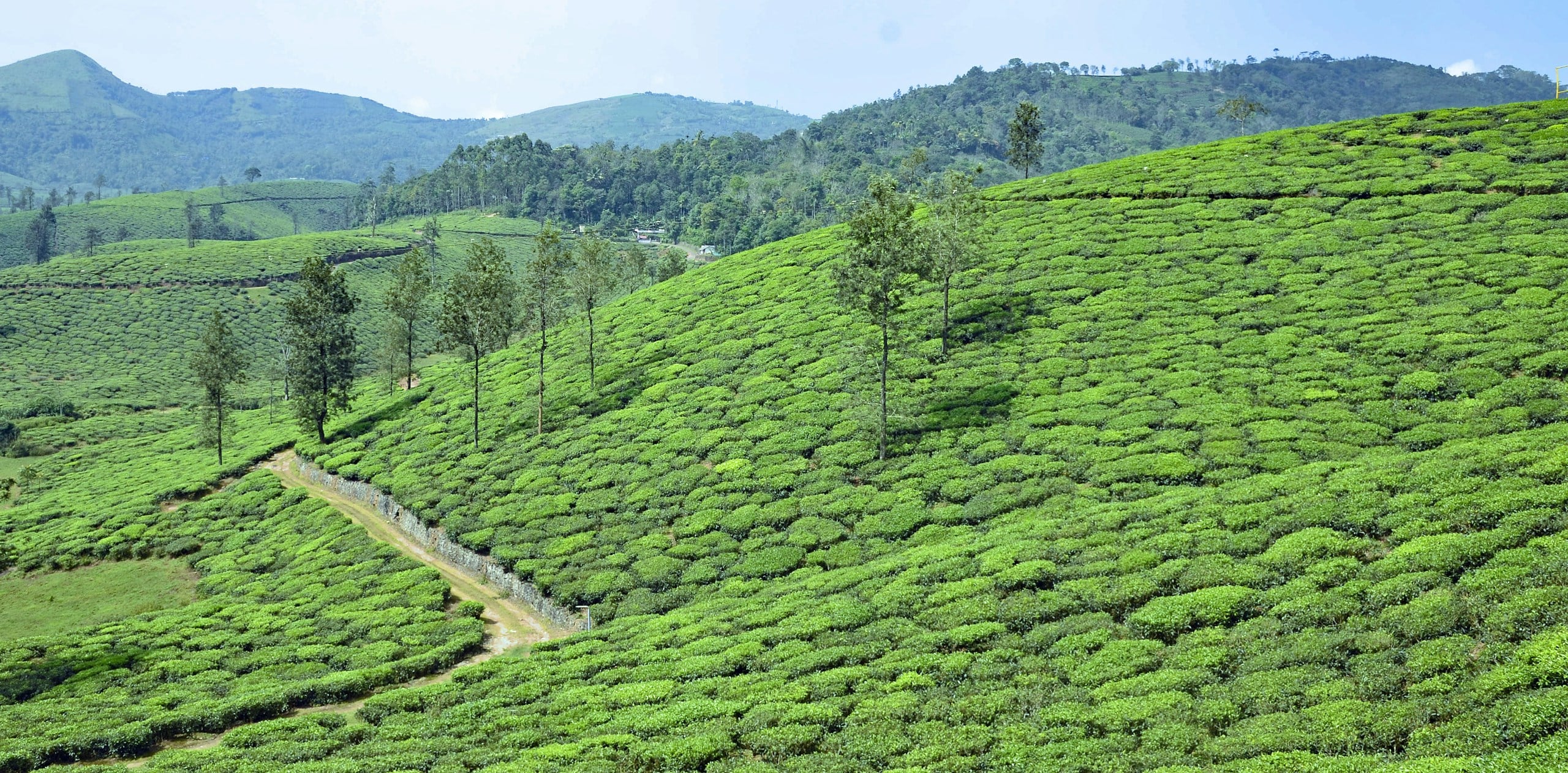 Tea-covered hills with a footpath winding through